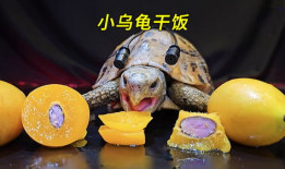 小乌龟视频,小乌龟的奇妙冒险之旅